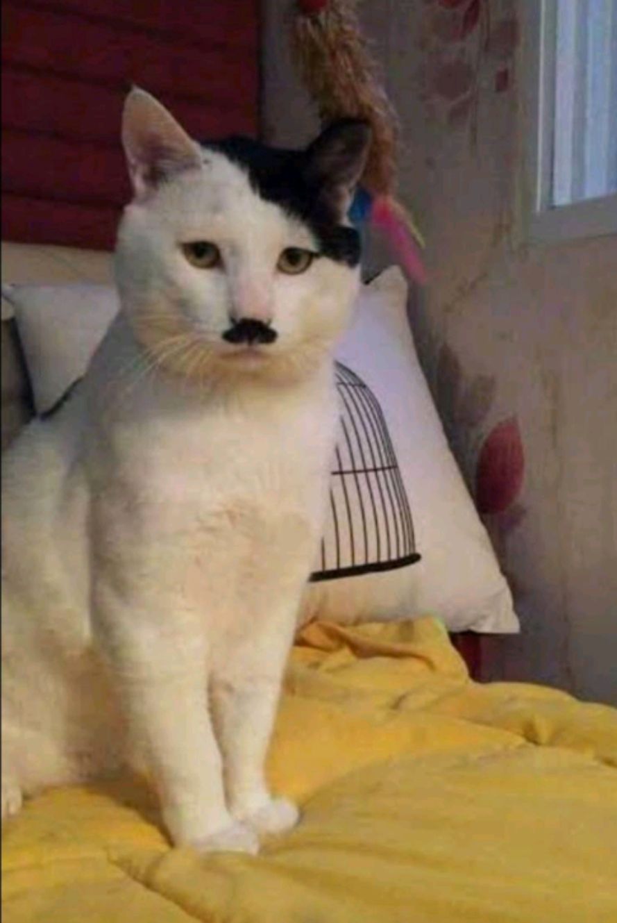 @luydpinhoofc - Mira Cum De Te Lasa