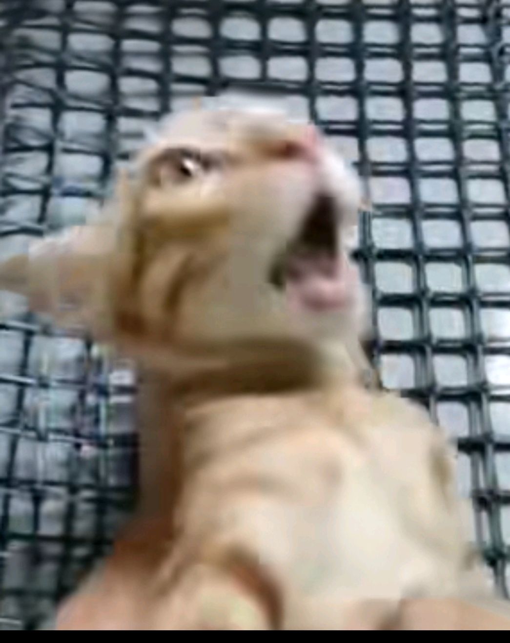 Cascada Everytime We Touch - Luyd Pinho